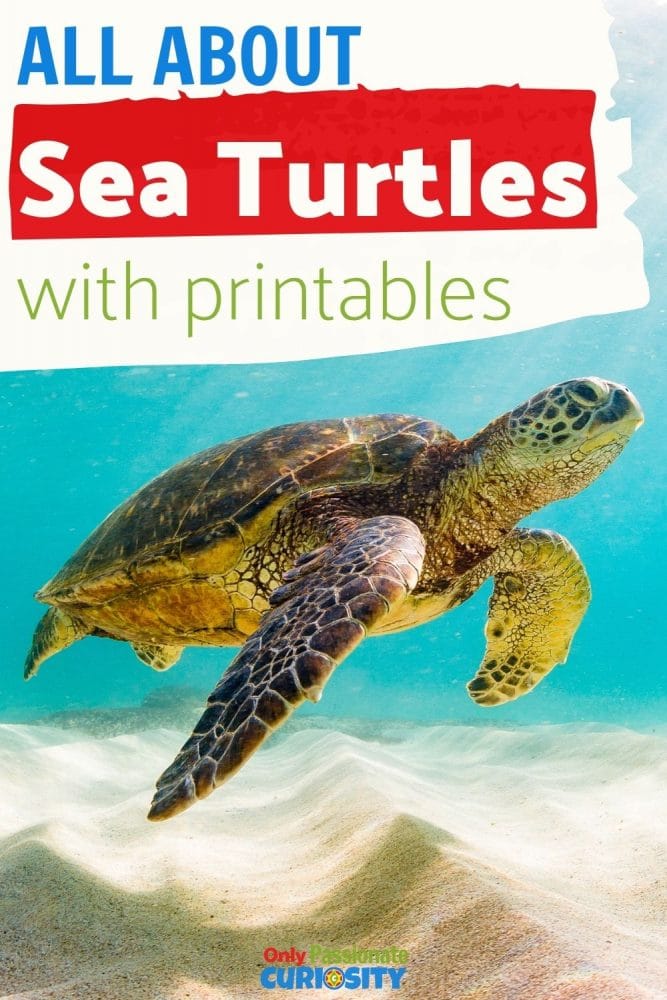 This 13-page All About Sea Turtles unit study features a life cycle puzzle, Montessori 3-part cards, journal pages, and more! Use this resource to celebrate National Turtle Day.