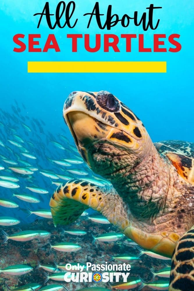 This 13-page All About Sea Turtles unit study features a life cycle puzzle, Montessori 3-part cards, journal pages, and more! Use this resource to celebrate National Turtle Day.