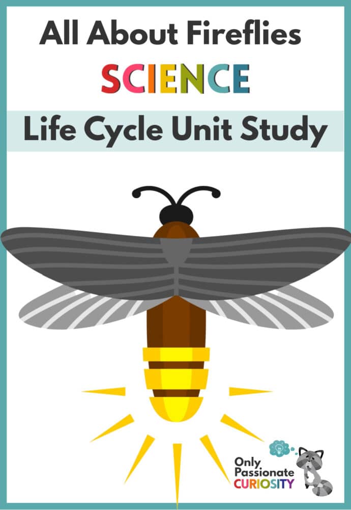 all about fireflies life cycle unit study