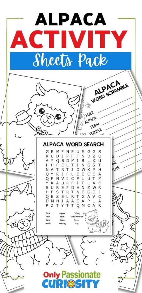 Use this cute, printable activity pack to introduce your little ones to alpacas. This printable pack is great for engaging young learners between kindergarten and second grade as they practice finding (and descrambling) simple vocabulary words that are related to these fluffy creatures!