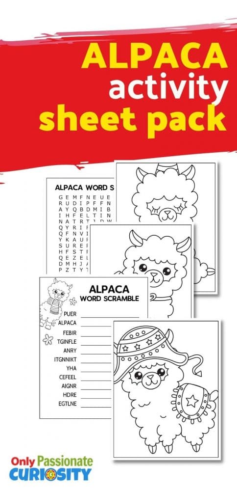 Use this cute, printable activity pack to introduce your little ones to alpacas. This printable pack is great for engaging young learners between kindergarten and second grade as they practice finding (and descrambling) simple vocabulary words that are related to these fluffy creatures!
