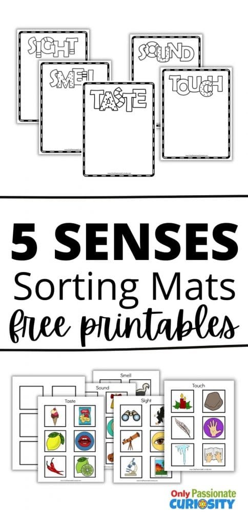 Help your young students learn all about their five senses with these fun cut and paste sorting mats! #printables #preschool #worksheets #5senses