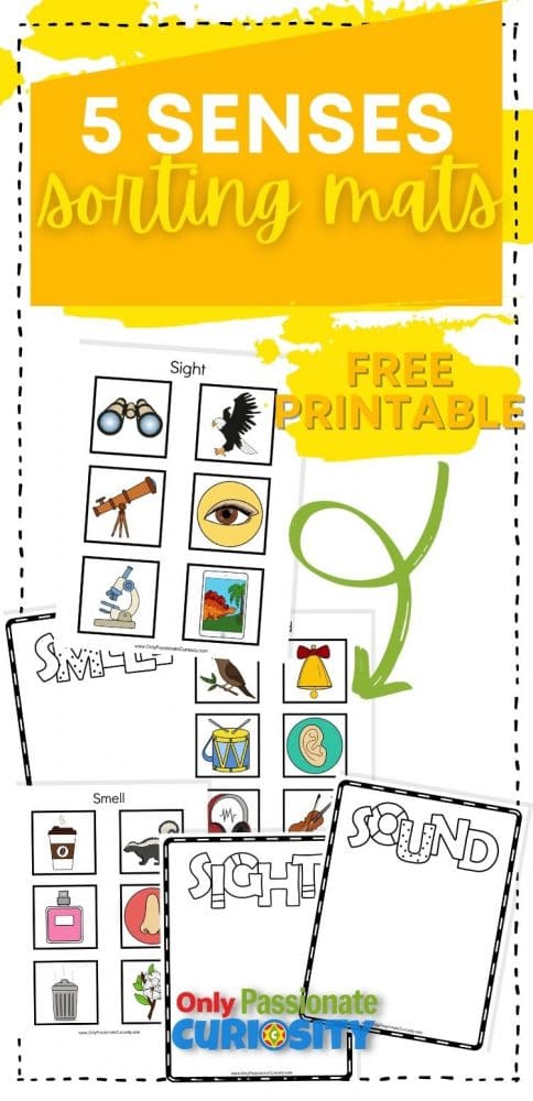 Help your young students learn all about their five senses with these fun cut and paste sorting mats! #printables #preschool #worksheets #5senses