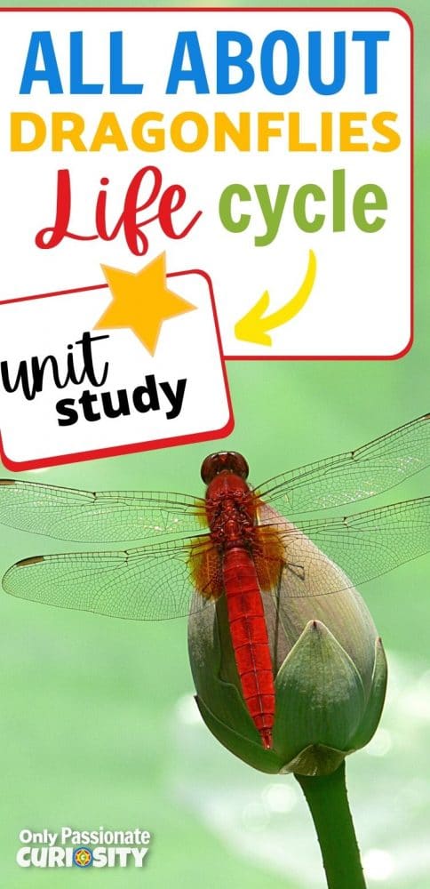 Dragonflies are amazing creatures! Help your child learn all about them with this life cycle unit study! Perfect for upper elementary levels!