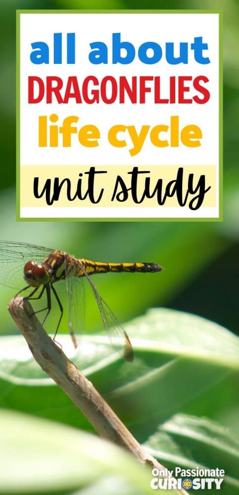Dragonflies are amazing creatures! Help your child learn all about them with this life cycle unit study! Perfect for upper elementary levels!