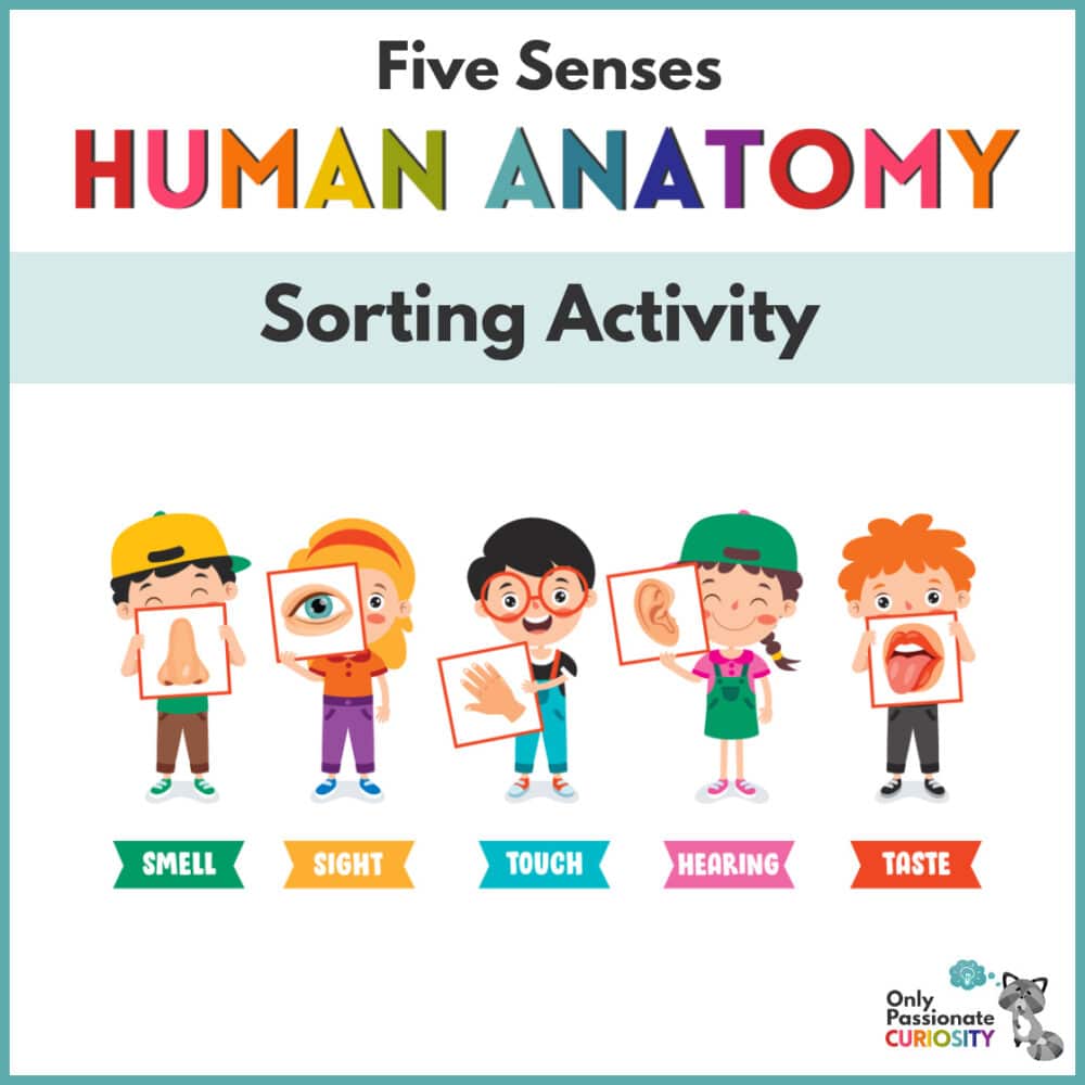 5 Senses Sorting Mats - Only Passionate Curiosity