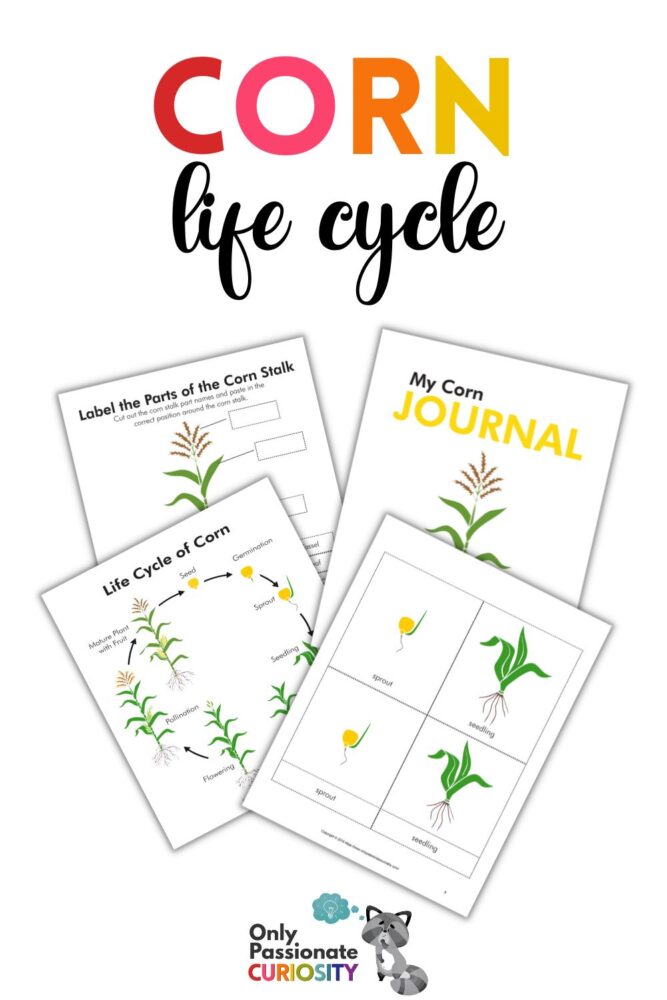 All About Corn--Life Cycle Unit Study. This fun, activity-packed printable pack includes 16 pages to dive deeper into the life cycle of corn. It includes full-color graphics, labeling worksheets, Montessori three-part cards, and a nature journal with cover/lined pages.