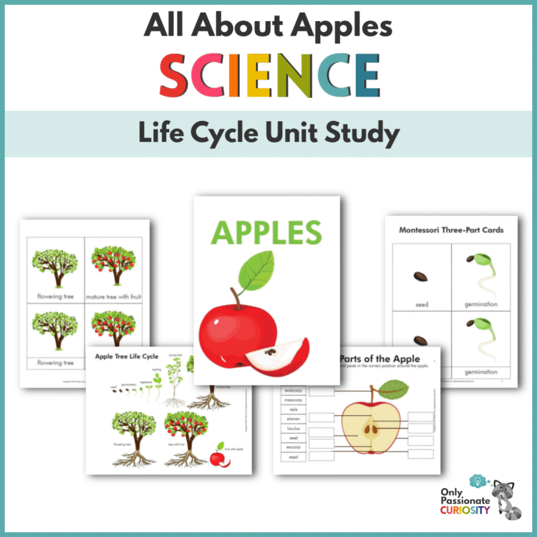 Life Cycle of An Apple
