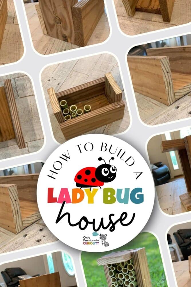 Our children learn best when they learn in a real-life way! This article tells you how to build a ladybug house and gives you resources for turning it into a unit study!