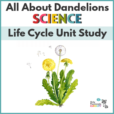 All About Dandelions- A Life Cycle Unit Study