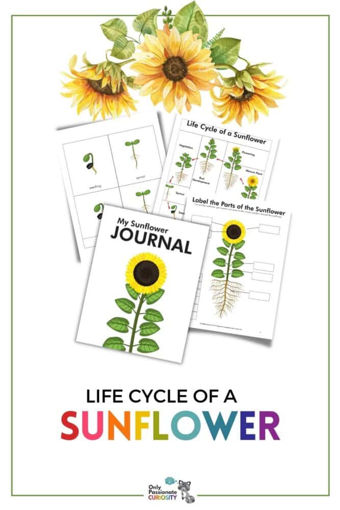 This All About Sunflowers unit study contains fun, printable activities that you can use to teach elementary-aged students all about a sunflower's growth and life cycle. It's great to use alongside a sunflower-growing gardening project or on its own!