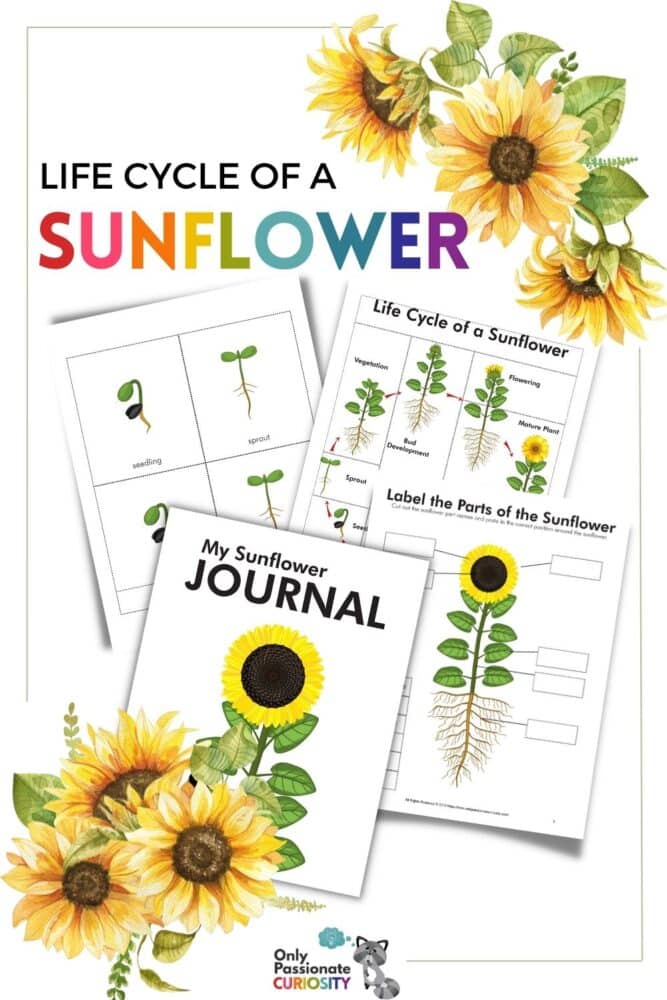 This All About Sunflowers unit study contains fun, printable activities that you can use to teach elementary-aged students all about a sunflower's growth and life cycle. It's great to use alongside a sunflower-growing gardening project or on its own!