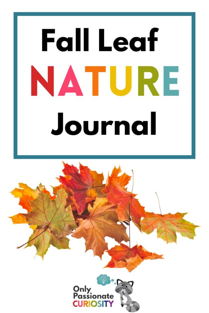 As the seasons change, creating a fall leaf nature journal is a wonderful way to document the changes and to really study the beauty of the leaves!