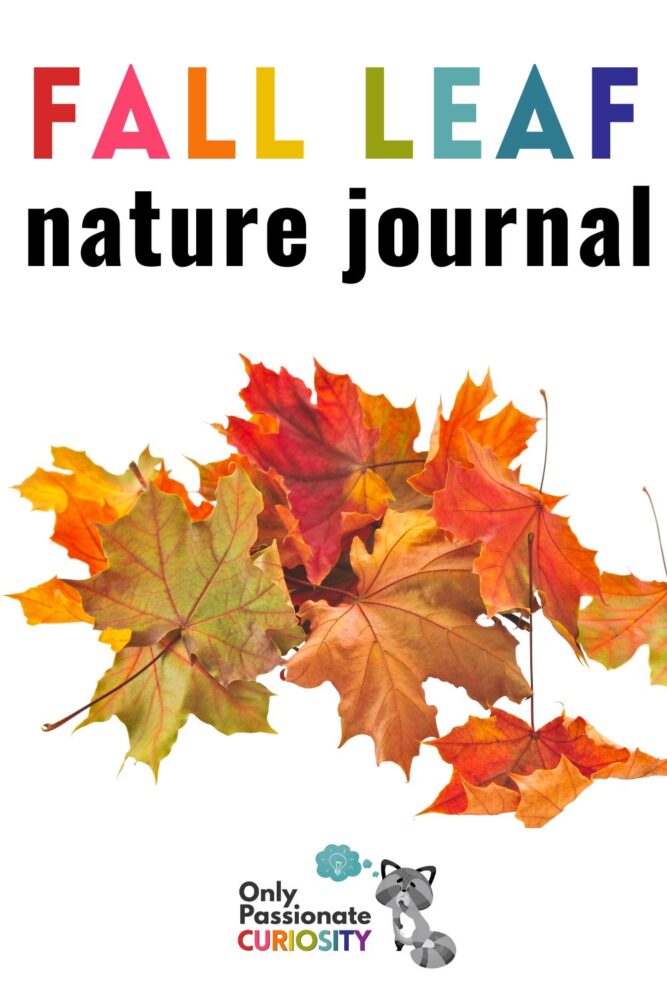 As the seasons change, creating a fall leaf nature journal is a wonderful way to document the changes and to really study the beauty of the leaves!