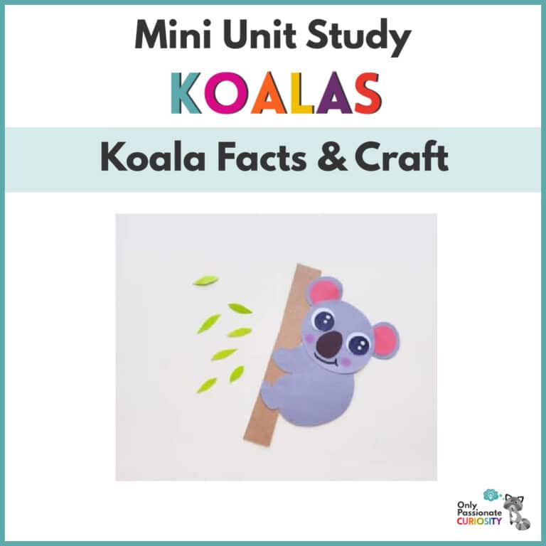 Koala Fun Facts for Kids and Koala Art Activity