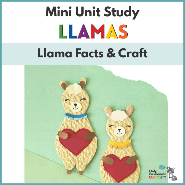12 Fun Facts About Llamas & a Llama Craft