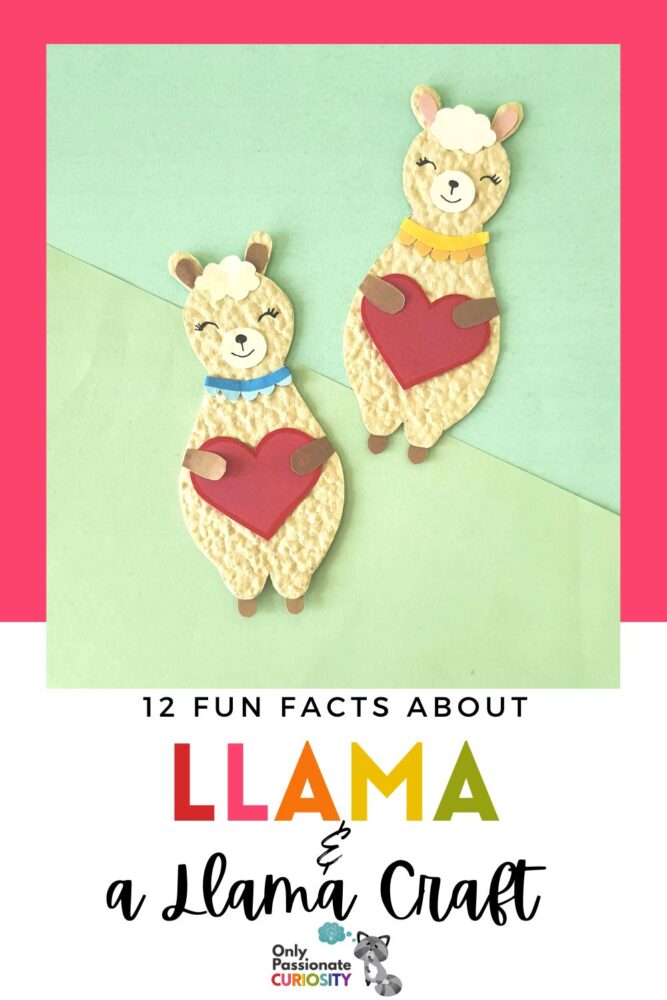 Enjoy a mini study on llamas! Included are 12 fun facts about llamas, a hands-on art activity, and a book list. Use this cute craft as a springboard for an animal study. The llama heart craft is included here as a hands-on way to help children remember what they've learned.