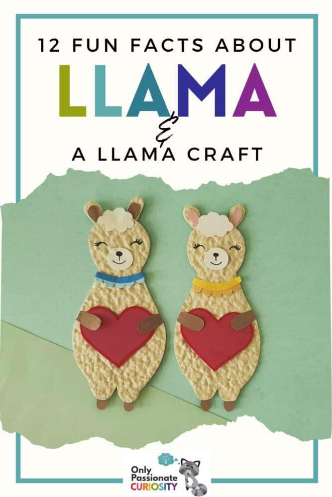 Enjoy a mini study on llamas! Included are 12 fun facts about llamas, a hands-on art activity, and a book list. Use this cute craft as a springboard for an animal study. The llama heart craft is included here as a hands-on way to help children remember what they've learned.