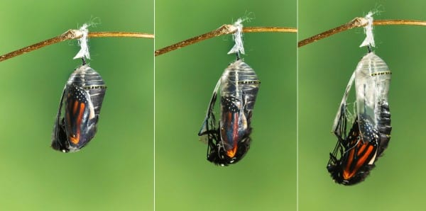 monarch butterfly emerging from pupa