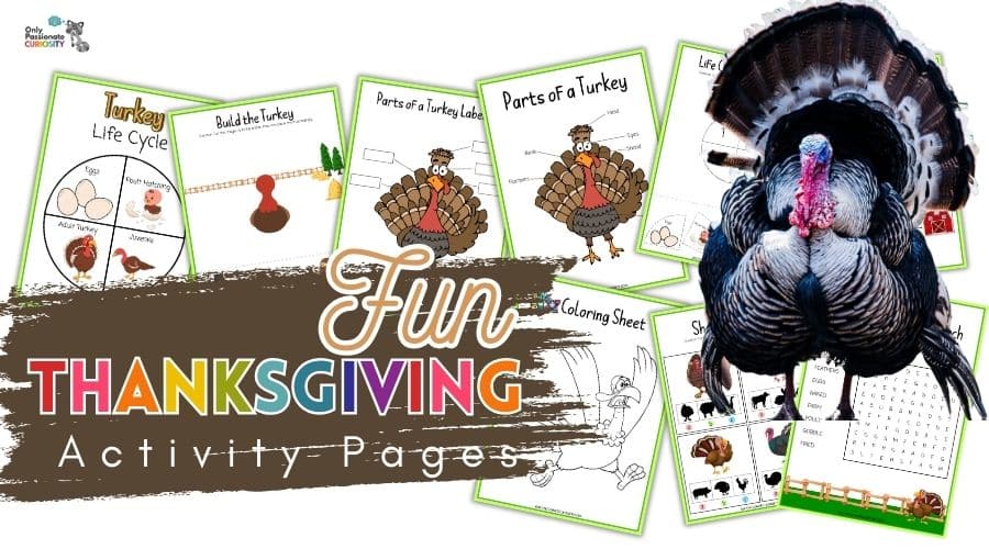 Fun Thanksgiving Activity Pages