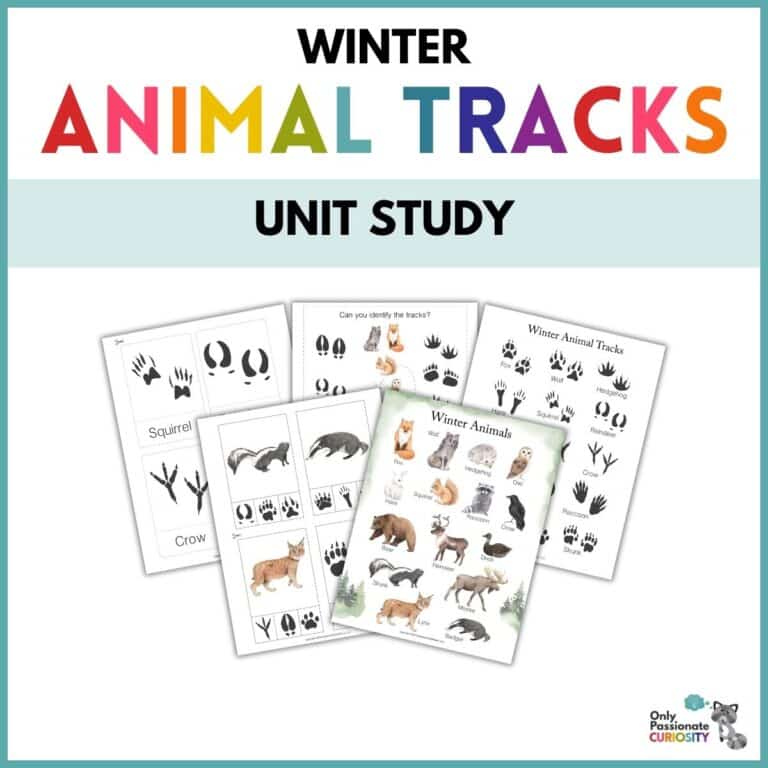 Winter Animal Tracks Unit Study