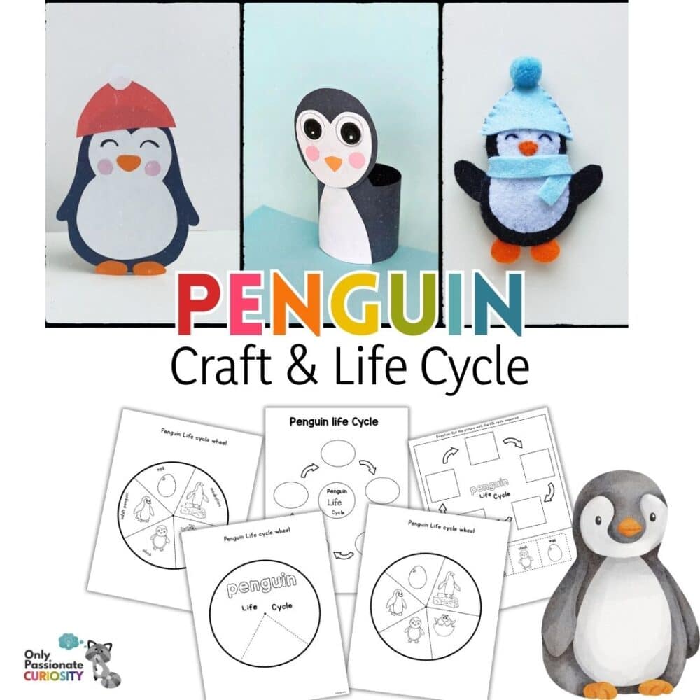 penguin crafts and life cycle