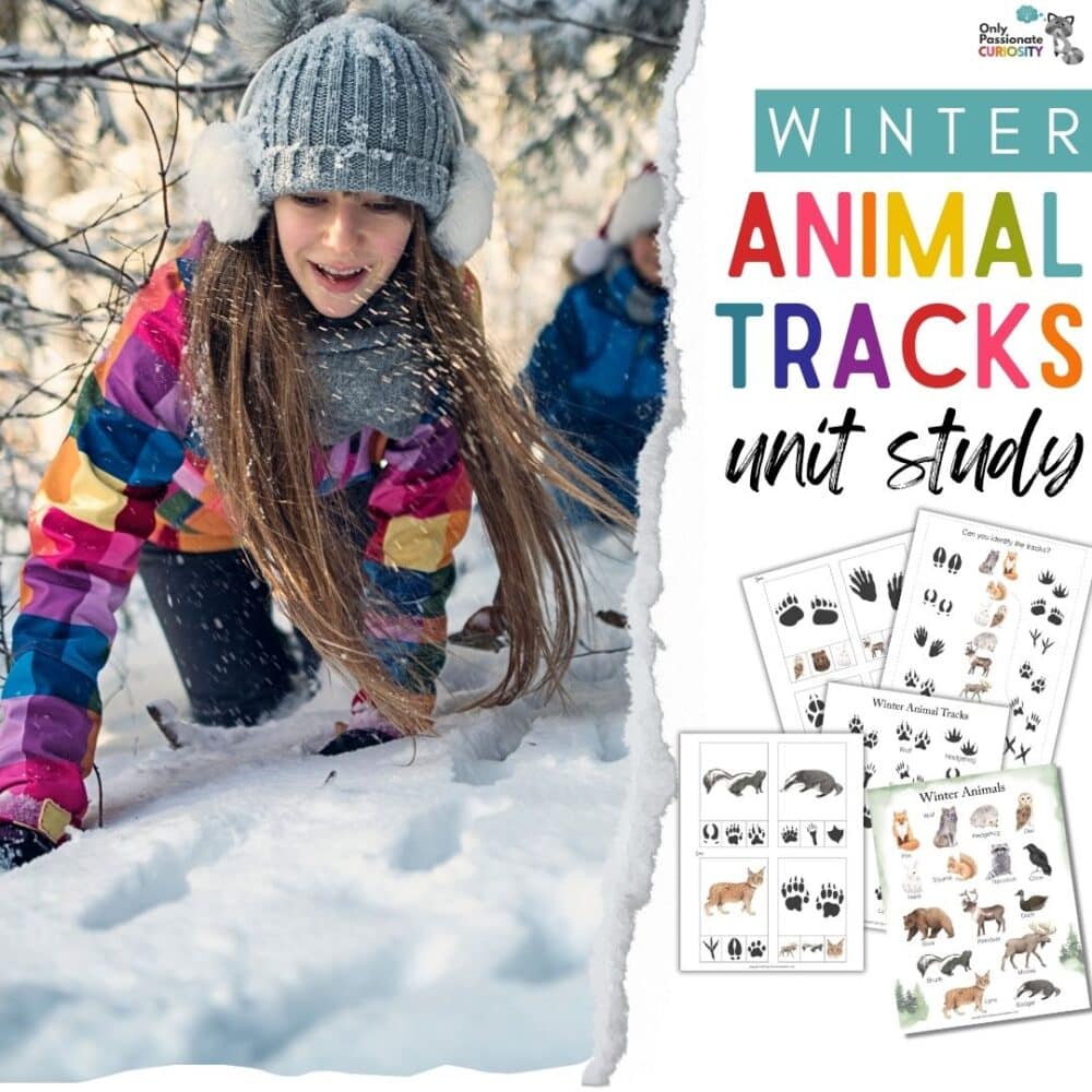 Winter Animal Tracks Unit Study