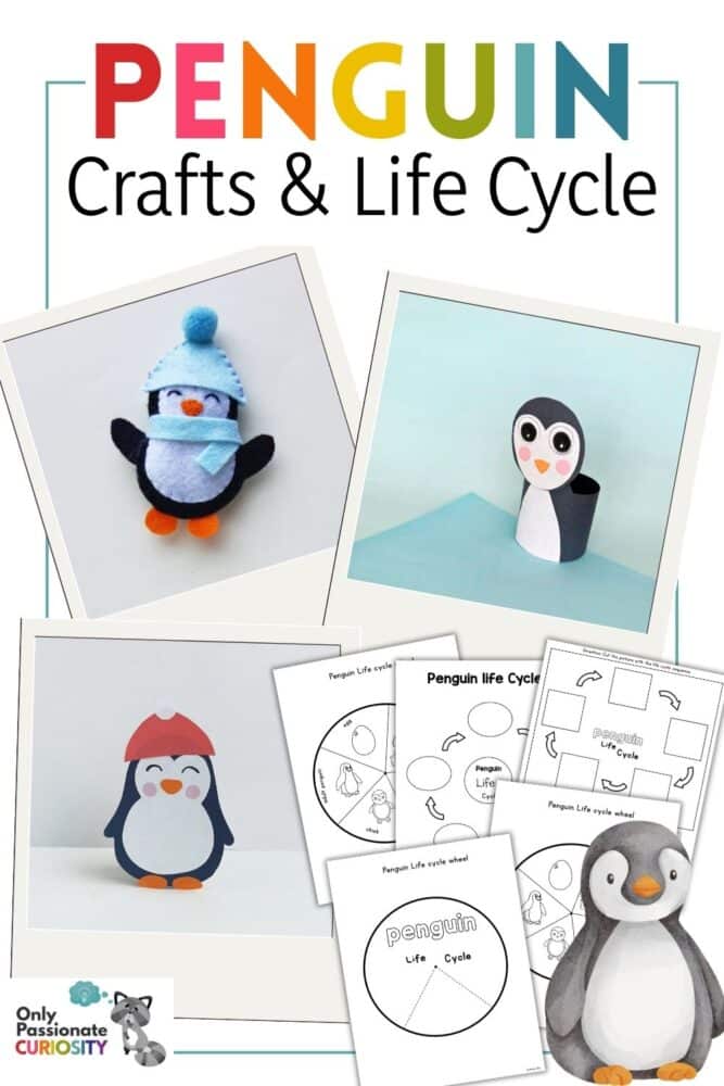 Penguin Crafts and Life Cycle