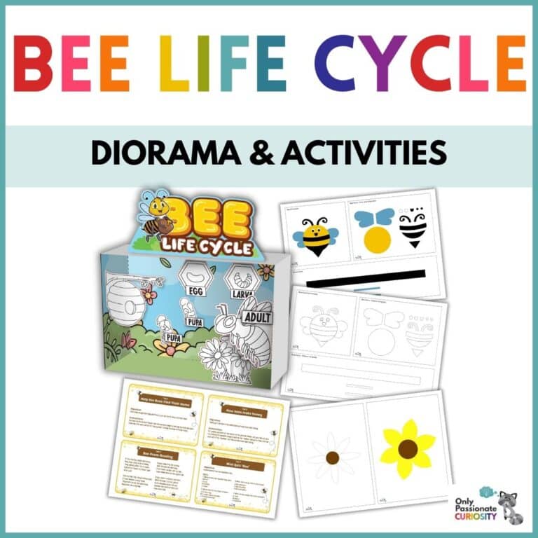 Bee Life Cycle Diorama Craft & Sensory Bin