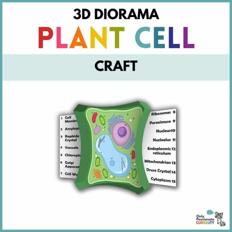 3D Plant Cell Diorama Craft