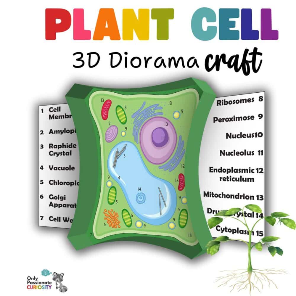 3D plant cell diorama