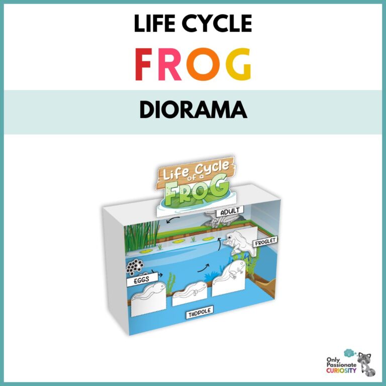 Frog Life Cycle Diorama Craft