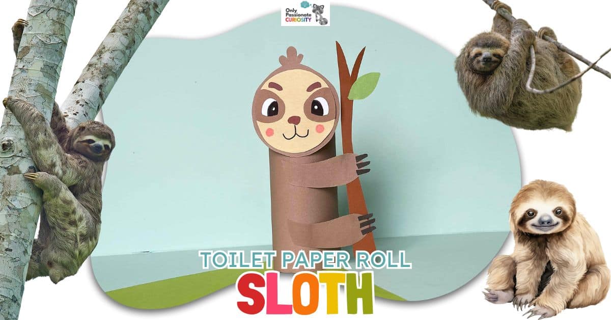Sloth Spring Roll Toilet Paper Roll Sloth Craft